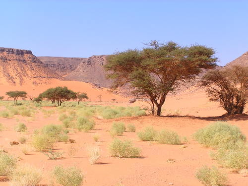 We are a travel agent specialist for desert tour, in the western desert of Egypt. Tours to White Desert, Siwa, Bahariya Oasis, Gilf El Kebir, Great Sand Sea