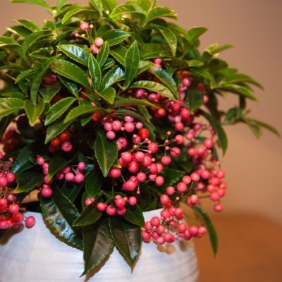 Ardisia crenata Bospremium. Seasonal indoor #christmas berries. Red - White - Pink - Salmon Coralberry. Europe Canada Japan https://t.co/u997CHNJ09
