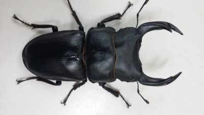 クワガタ・カブトムシ・メダカを趣味で飼育。クリスマスローズも栽培中。デュエマもちょいちょいCS出てます。
クワガタ・カブトムシのイベント経験もあり。
頑張ってオオクワブリード中。