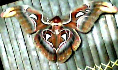 sifanurbaiti77's profile picture. energic luck