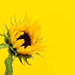 lstrachan_6's profile picture. Outcomes researcher, EBM consultant. All views my own.