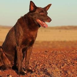 HoundSupercoach's profile picture. Mortgage Broker - Live Music - Arbitrage -  Fantasy Sports - Still trying to win NRL SC- Finance - Macro Econ,  Cricket, 
 49s, Stge Dragon's Arsenal GSW fan