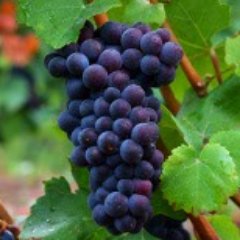 GrapevineIndy's profile picture. I'm the Wine Steward at an Indiana Grocery Retailer, providing Beer, Wine, and Spirit guidance to my Customers.