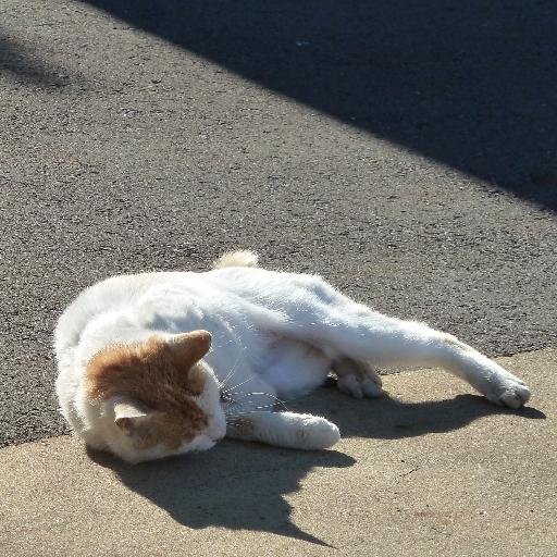 taru_0681's profile picture. 輪行して自転車に乗ってぶらつく人

旅の記録はnoteへまとめています。

RailSim関連のプラグインはこちら→ https://t.co/kOBL9Nj10B