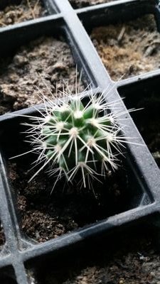 Plant growers, specialising in cacti and succulents