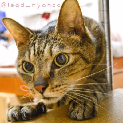 リードにゃんこ マメ助 ふんばり中 ずっと使ってるおまる型トイレ えっ 向きが反対にゃって 初めて間違えたにゃっ 踏ん張る おまる トイレ 反対 はみ出る 老猫 高齢猫 鍵しっぽ 猫 Cat Cats ねこ キジトラ T リードにゃんこ マメ助 ふんばり中 ずっと使ってるおまる型トイレ えっ 向きが反対にゃって 初めて間違えたにゃっ 踏ん張る おまる トイレ 反対 はみ出る 老猫 高齢猫 鍵しっぽ 猫 Cat Cats ねこ キジトラ T