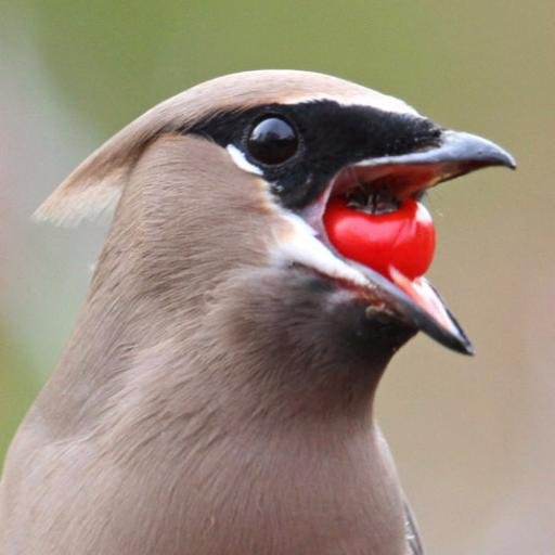 Wavingblank's profile picture. I don't do anything. Enjoy your stay. MWAHAHAHA. I'm never changing who i am.