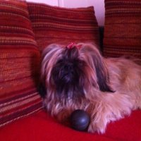 Betty (@bty_thefrog) 's Twitter Profile