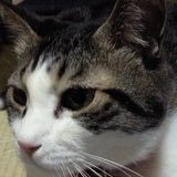 藪犬小夏🐎馬小屋暮らしの～4巻9/27配信開始✨ (@yabuinukonatsu) 's Twitter Profile Photo