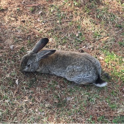 Gilraennn's profile picture. 세계 평화와 우주 정복을 꿈꾸고 있습니다. 페미니스트이고 페미니스트가 아닌 사람들을 열심히 블락합니다.