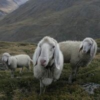 Ötztal Blog (@oetztalblog) 's Twitter Profile
