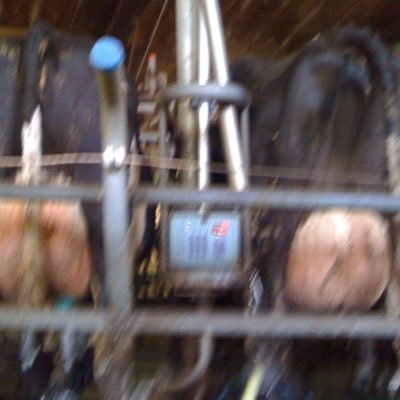 Milking 500 Holsteins & Sourcing quality dairy cattle from Europe for the UK tel: 00447776132071