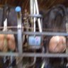 DairyStock's profile picture. Milking 500 Holsteins & Sourcing quality dairy cattle from Europe for the UK tel: 00447776132071