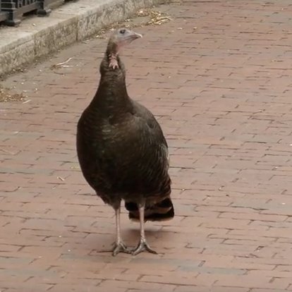 Maybe you've seen me around Cambridge. It's my stomping ground so to beak. #HarvardTurkey #CambridgeTurkey