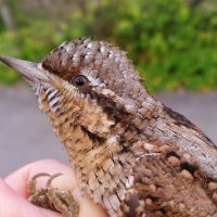Bob Laughton (@laughtonbob) 's Twitter Profile