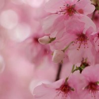 ゆーこ (@yuyutatsuyuko) Twitter profile photo