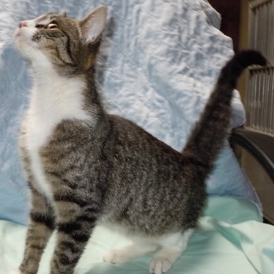 MissingJax's profile picture. Just a cat on an adventure