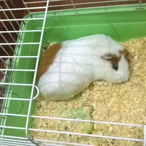 nathh564's profile picture. Bióloga. Docente 👩🏽‍🏫 de escuela media. Queer 🌈, Feminista 💚, madre de un perro salchicha 🌭 y Peronista ✌🏽