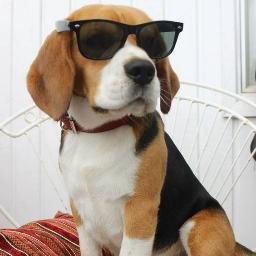 BeagleIsLove's profile picture. All Beagle Lovers, Unite! :) #beagle