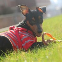 Hud Rock Min Pin (@hudrock_minpin) 's Twitter Profile