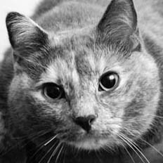 alonewithcats's profile picture. My pets love me, so you don't have to. Unless you want to. Do you want to? That might be OK. I'll get back to you on that.