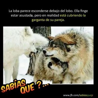 sentinela de la aldea zetin, raza mestiza entre Zentien's y una raza desconocida solo identificada por Ω.