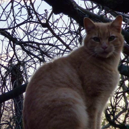 Dedicated to the well being of animals resident the central communities of Fire Island, NY. Like us on Facebook https://t.co/THvLBRl3bI