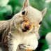 Muhlenberg Squirrel (@muhlensquirrel) Twitter profile photo Muhlenberg Squirrel (@muhlensquirrel) Twitter profile photo