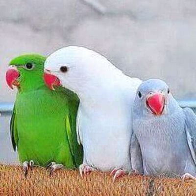 rdinesh53190643's profile picture. 