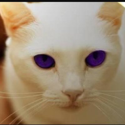 Mapleshade18's profile picture. I love Warrior cats, I write my own stories on Wattpad my name there is Mapleshade12. I have written many stories so I know what I am doing.