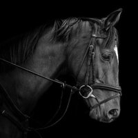Jason Bax (@equuisimages) 's Twitter Profile
