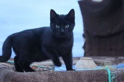 madcat_n's profile picture. ついった始めて〇年、今や一児の母　最近論文がようやく出ましたが10年かかったというと各所でドン引きされます　転職活動成功で岡崎市の住民に　in vivo imaging復帰予定？