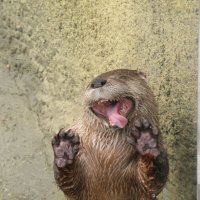 Otter(@RageQuitOtter) 's Twitter Profile Photo