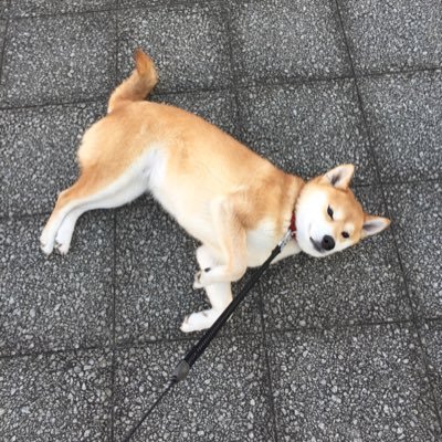 どこでも横になってしまう柴犬の優と、中の人によるつぶやきです。Instagram→https://t.co/RIDnhTUn2L blog→https://t.co/8J4jObIyzb contact→inunojimusho3@gmail.com