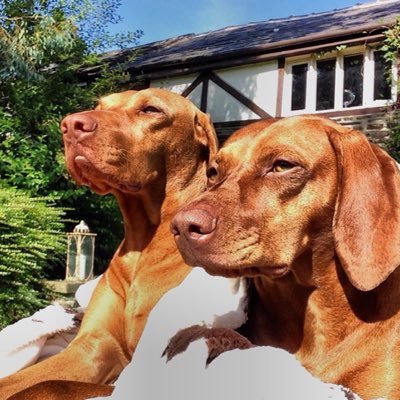 📸 iPhone | Bella = Dark Coat | Roxy = Light Coat 🐶 | Manchester, England | Instagram @VizslasBellaAndRoxy