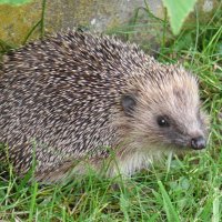 🦔schnäuzchen 🌳🇨🇭(@frau_igelin) 's Twitter Profile Photo