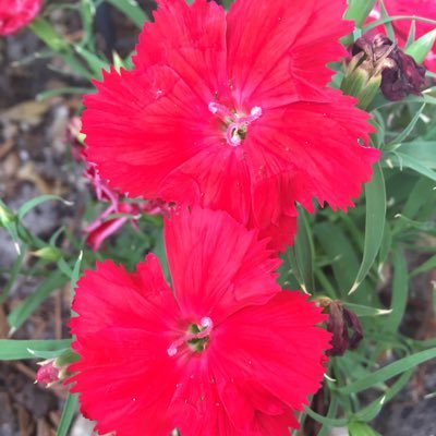 mylenechifflet's profile picture. Arts & Culture Fitness Nutrition Science Soccer Technology