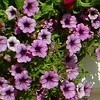 We design and make fibreglass window boxes. They are strong so they last and look great season after season.