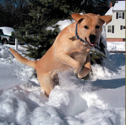 iluvlabbies's profile picture. Southern conservative, proud NRA lifetime member, freedom loving American, canine aficionado, backs the blue, loves good conversation and open to listening