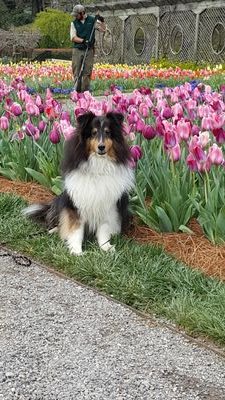 Retired band teacher who loves to ride my horse Vanidose. My other interests include yoga, wine, and reading. Oh yes, I love my sheltie Finn (RIP)