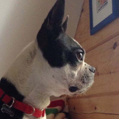 Stiickler's profile picture. 