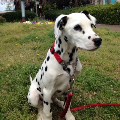 Pinto Dalmata V Twitter 散歩の途中で あっ ダルメシアン かっこいい とベンチに座っていたオバさんからも声が飛びました お友達のダルメシアンのメルちゃんとも出会いましたし 英語を話す小さな男の子に触ってもらいました 喜んでもらってよかったです Pinto Dalmata V Twitter 散歩の途中で あっ ダルメシアン かっこいい とベンチに座っていたオバさんからも声が飛びました お友達のダルメシアンのメルちゃんとも出会いましたし 英語を話す小さな男の子に触ってもらいました 喜んでもらってよかったです