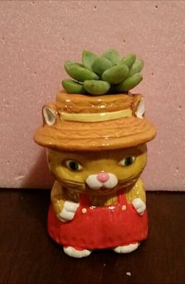 knickknackgnome's profile picture. RVA local engaging in photosynthetic fun. Find my plants at Rumors, and events as the come up.