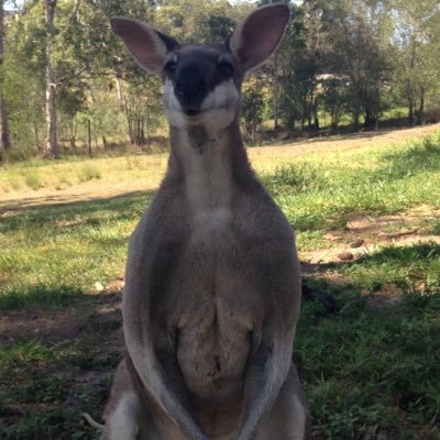 Opinionated  old fart living up in North Queensland.