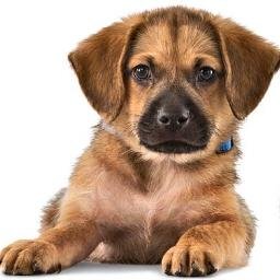 RubyDhall's profile picture. 