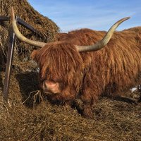 Highland Cattle of Saarela(@SaarelaHC) 's Twitter Profile Photo