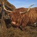 Highland Cattle of Saarela (@saarelahc) Twitter profile photo Highland Cattle of Saarela (@saarelahc) Twitter profile photo