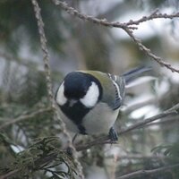 hue (@psalm_2005) 's Twitter Profile