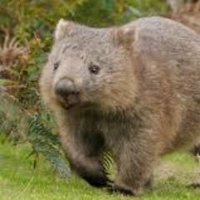 💧Mr. Wombat(@Thirzey) 's Twitter Profile Photo
