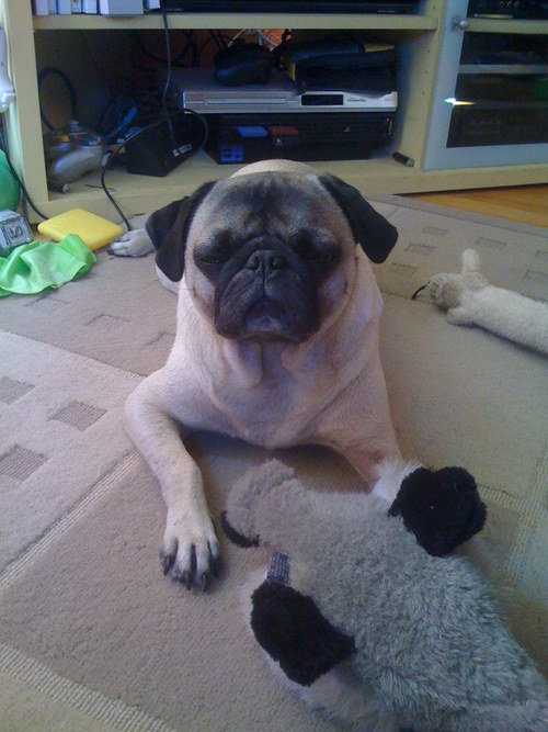 Pogemon's profile picture. 